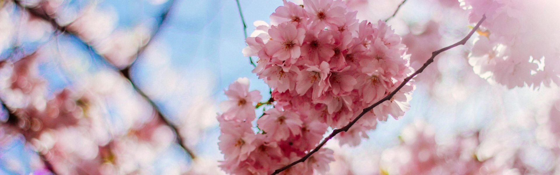 pexels-photo-1591171-1591171